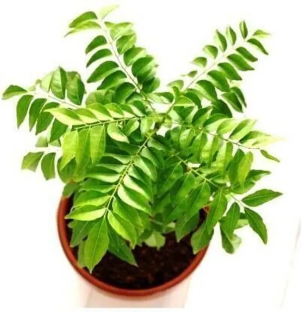 Curry_Leaf_Plant_(Hybrid,_Pack_of_1)
