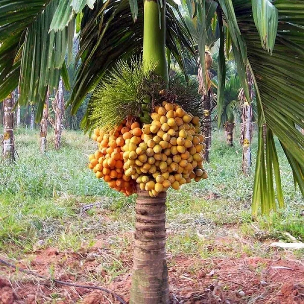 Betel_Nut/Supari_Plant_(Hybrid,_Pack_of_1)