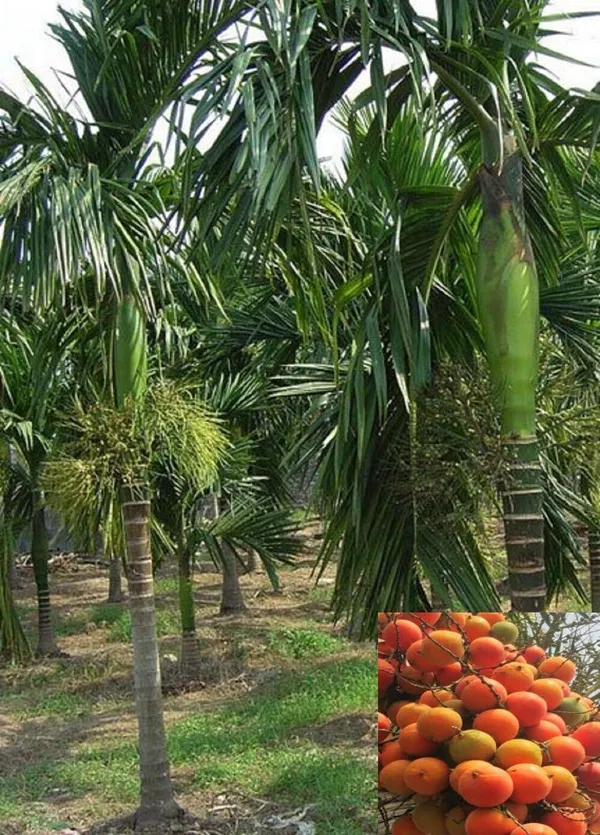 Betel_Nut/Supari_Plant_(Hybrid,_Pack_of_1)
