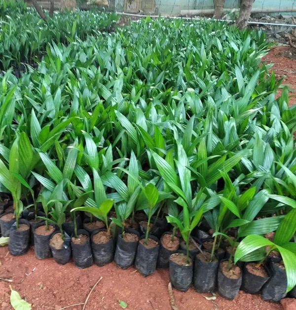 Betel_Nut/Supari_Plant_(Hybrid,_Pack_of_1)
