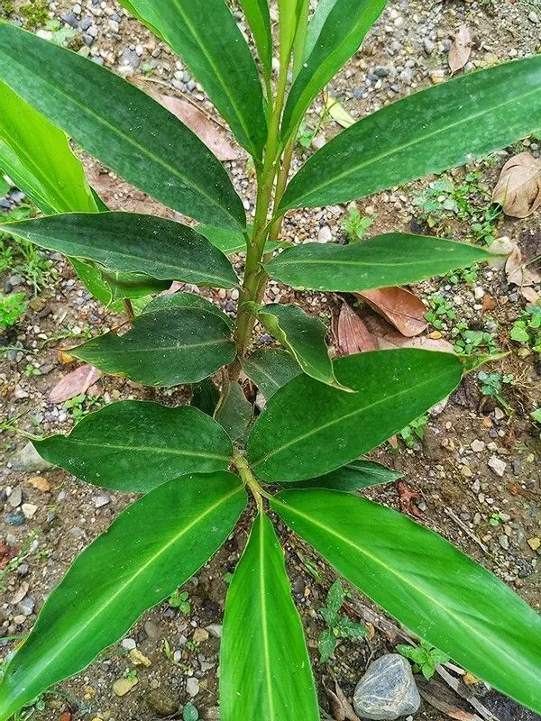Elaichi/Cardamom_Plant_(Hybrid,_Pack_of_1)
