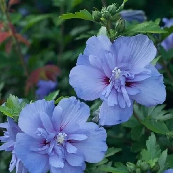 Hibiscus_Plant_(Hybrid,_Pack_of_1)