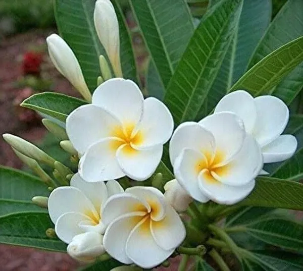 Plumeria_Plant_(Hybrid,_Pack_of_1)