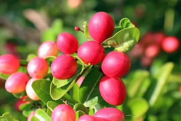 Berry_Plant_(Hybrid,_Pack_of_1)