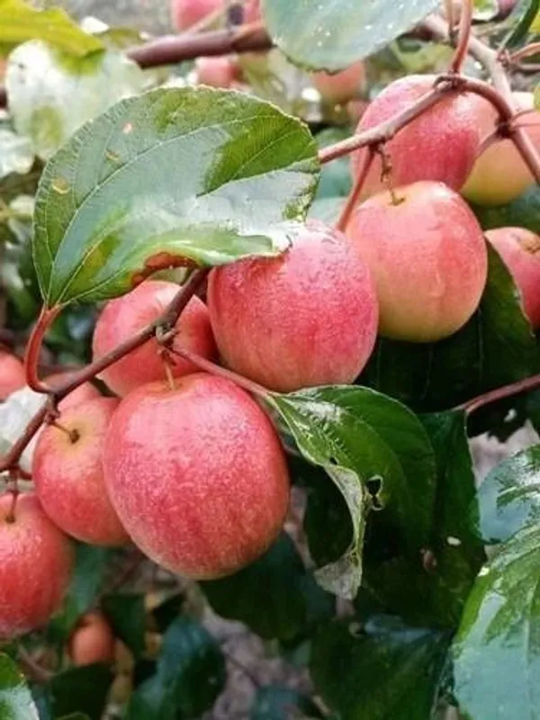 Ber_Apple_Plant_(Hybrid,_Pack_of_1)