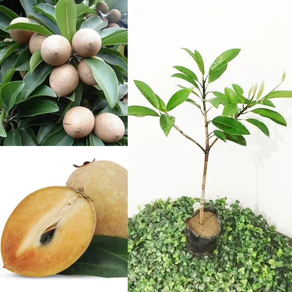 Chiku_Plant_(Hybrid,_Pack_of_1)