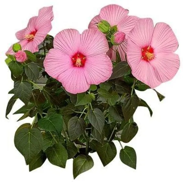 Heart_Leaf_Oxycardium_Plant_(Hybrid,_Pack_of_1)