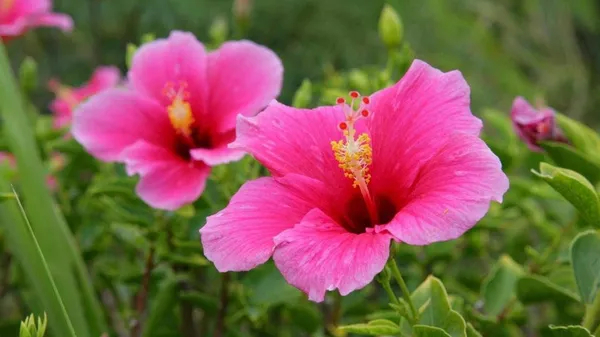 Heart_Leaf_Oxycardium_Plant_(Hybrid,_Pack_of_1)