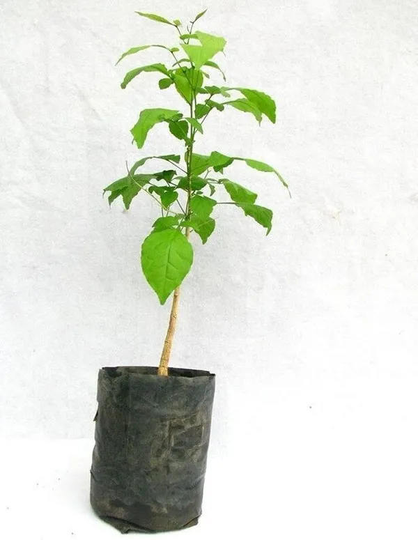 Bel_Plant_(Hybrid,_Pack_of_1)