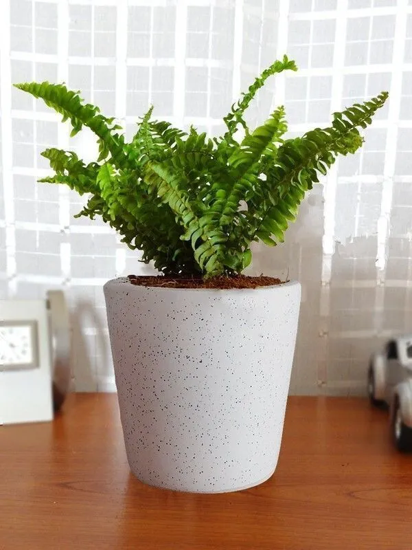 Fern_Plant_(Hybrid,_Pack_of_1)