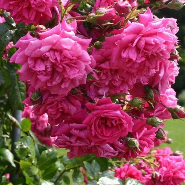 Rose_Plant_(Hybrid,_Pack_of_1)