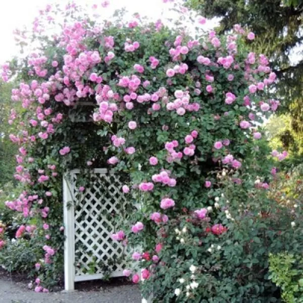 Rose_Plant_(Hybrid,_Pack_of_1)