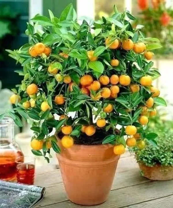Lemon_Plant_(Hybrid,_Pack_of_1)