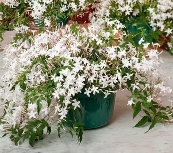 Jasmine_Plant_(Hybrid,_Pack_of_1)