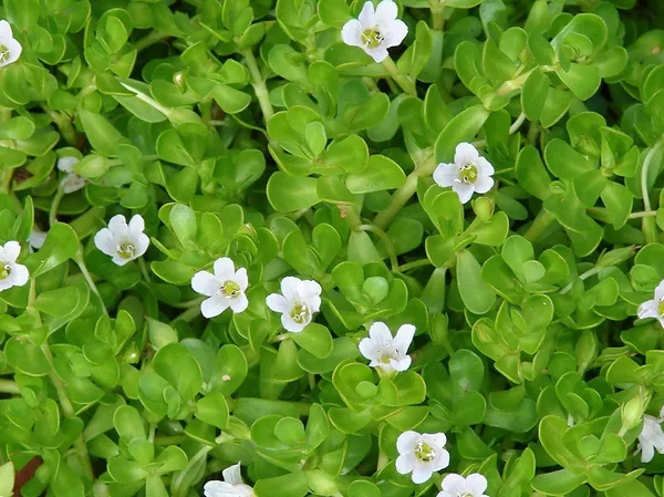 Jade_Plant_(Hybrid,_Pack_of_1)