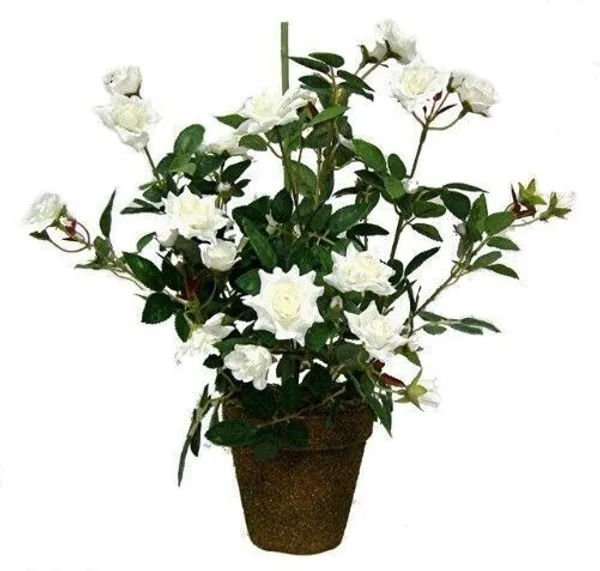 Rose_Plant_(Hybrid,_Pack_of_1)