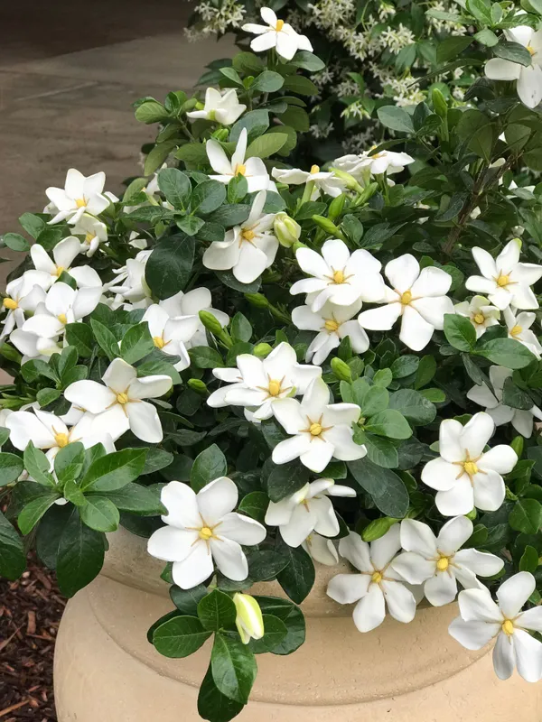Jasmine_Plant_(Hybrid,_Pack_of_1)