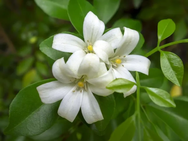 Murraya_Paniculata_Plant_(Hybrid,_Pack_of_1)