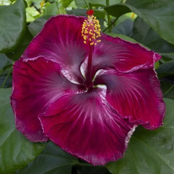Hibiscus_Plant_(Hybrid,_Pack_of_1)