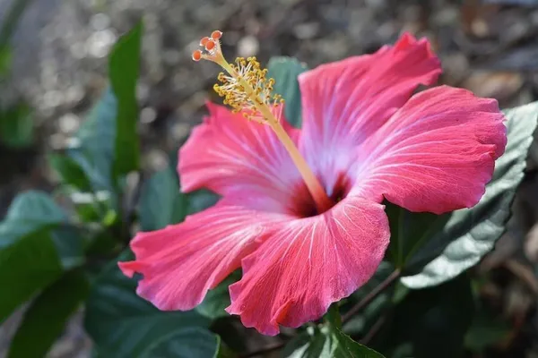 Hibiscus_Plant_(Hybrid,_Pack_of_1)