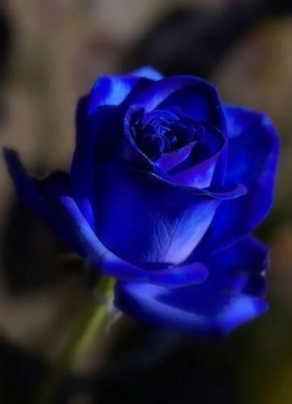 Rose_Plant_(Hybrid,_Pack_of_1)