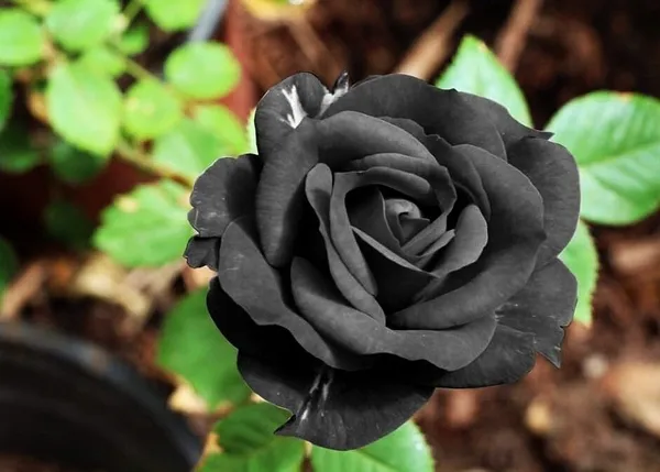 Rose_Plant_(Hybrid,_Pack_of_1)