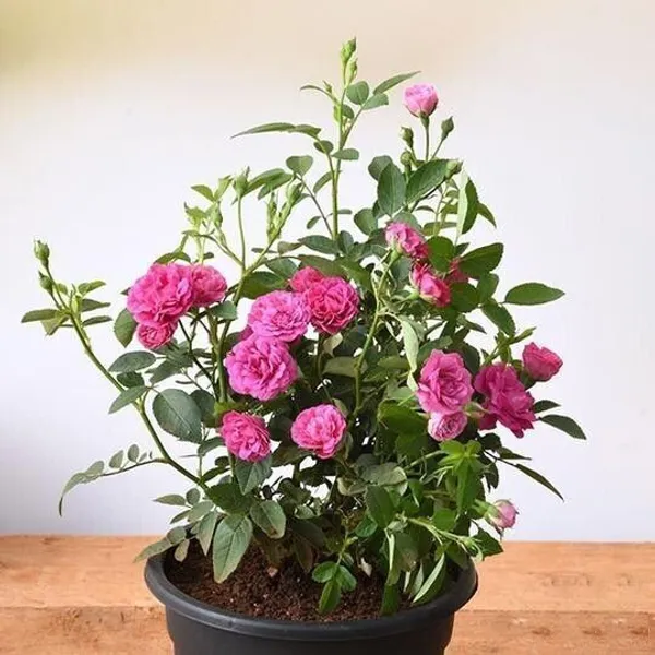 Rose_Plant_(Hybrid,_Pack_of_1)