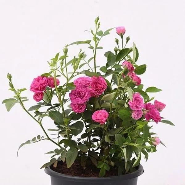 Rose_Plant_(Hybrid,_Pack_of_1)