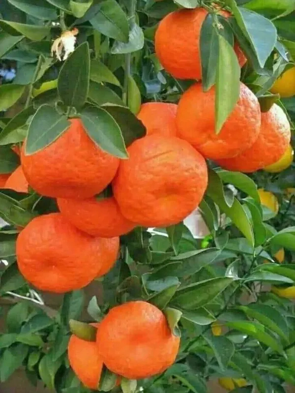 Orange_Plant_(Hybrid,_Pack_of_1)