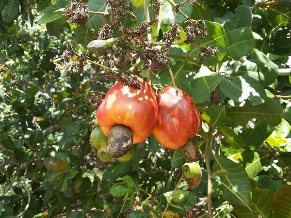 Cashew_Apple_Plant_(Hybrid,_Pack_of_1)