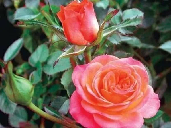 Rose_Plant_(Hybrid,_Pack_of_1)