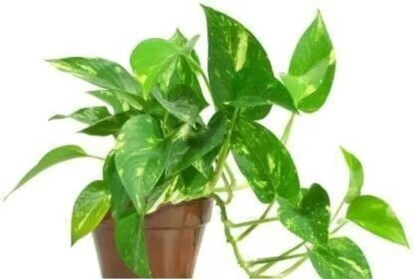 Money_Plant_(Hybrid,_Pack_of_1)