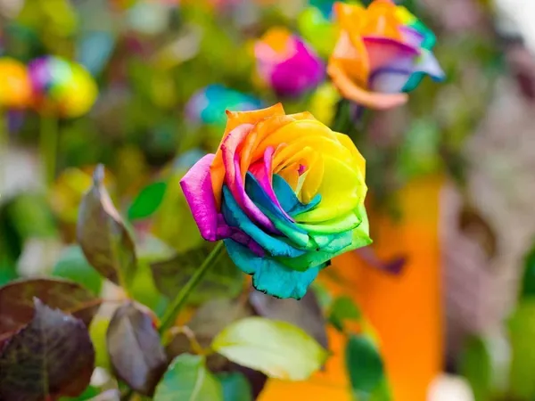 Rose_Plant_(Hybrid,_Pack_of_1)