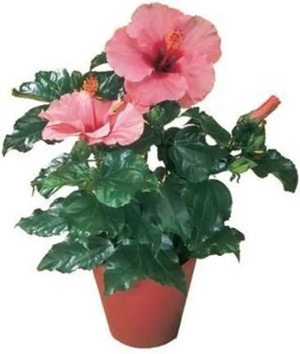Hibiscus_Plant_(Hybrid,_Pack_of_1)