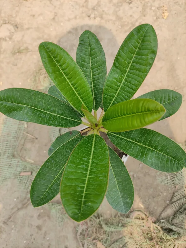 Plumeria_Plant_(Hybrid,_Pack_of_1)