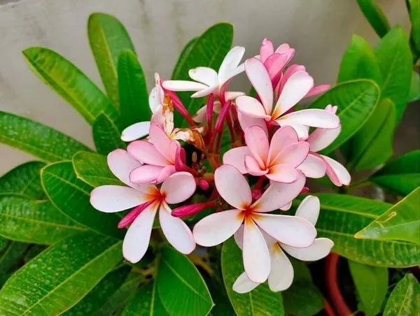 Plumeria_Plant_(Hybrid,_Pack_of_1)
