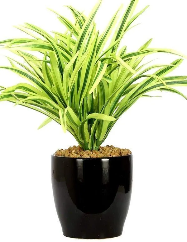 Dracaena_Plant_(Hybrid,_Pack_of_1)