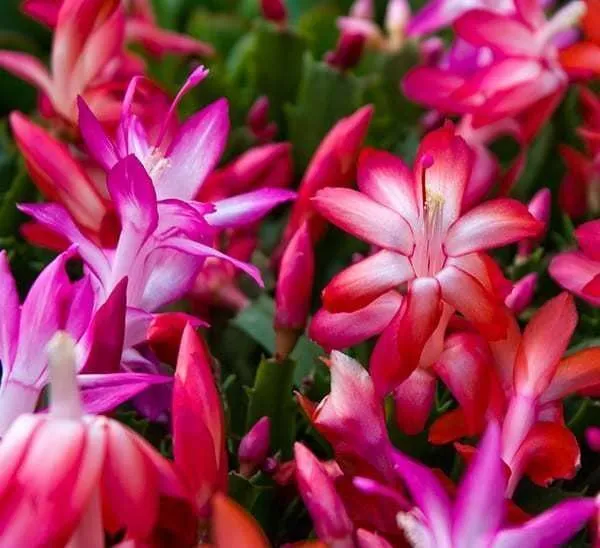 Zygocactus_Plant_(Hybrid,_Pack_of_1)