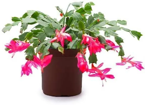 Zygocactus_Plant_(Hybrid,_Pack_of_1)