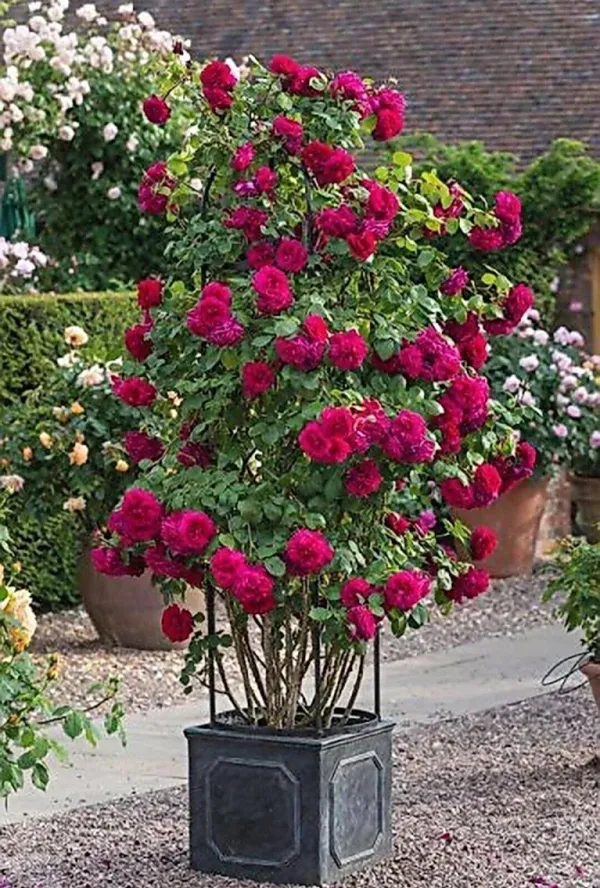 Rose_Plant_(Hybrid,_Pack_of_1)