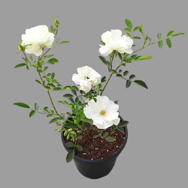 Rose_Plant_(Hybrid,_Pack_of_1)