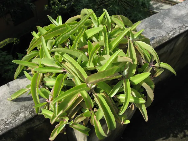 Pear_Plant_(Hybrid,_Pack_of_1)