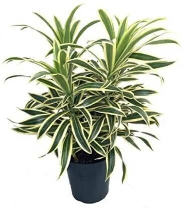 Dracaena_Plant_(Hybrid,_Pack_of_1)