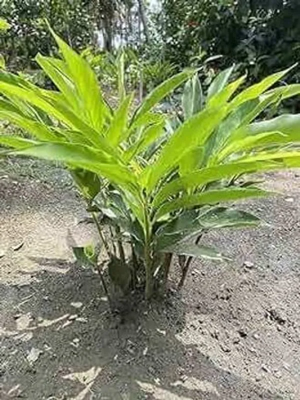 Elaichi/Cardamom_Plant_(Hybrid,_Pack_of_1)