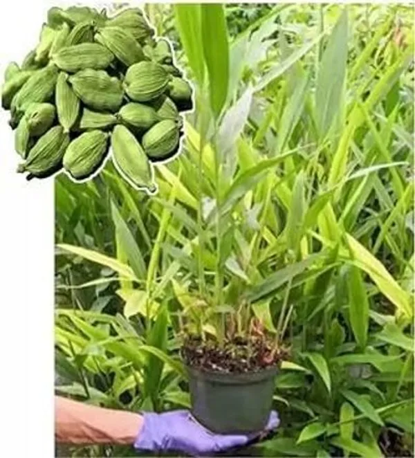 Elaichi/Cardamom_Plant_(Hybrid,_Pack_of_1)
