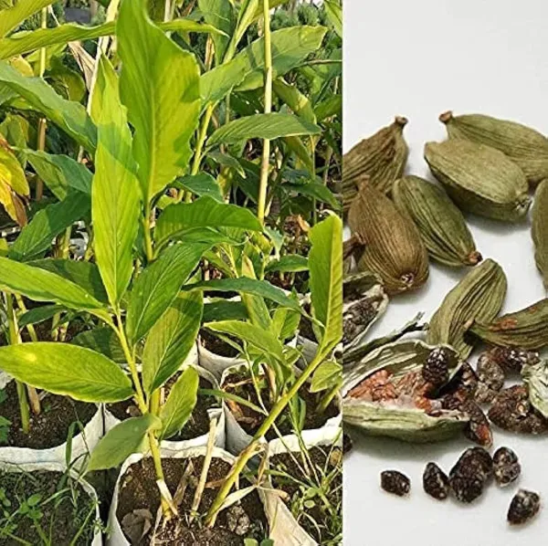Elaichi/Cardamom_Plant_(Hybrid,_Pack_of_1)