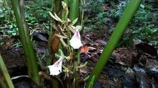 Elaichi/Cardamom_Plant_(Hybrid,_Pack_of_1)