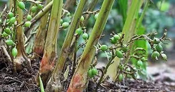 Elaichi/Cardamom_Plant_(Hybrid,_Pack_of_1)
