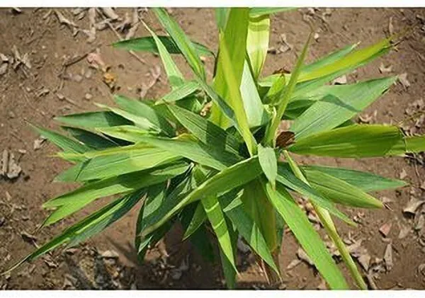 Elaichi/Cardamom_Plant_(Hybrid,_Pack_of_1)