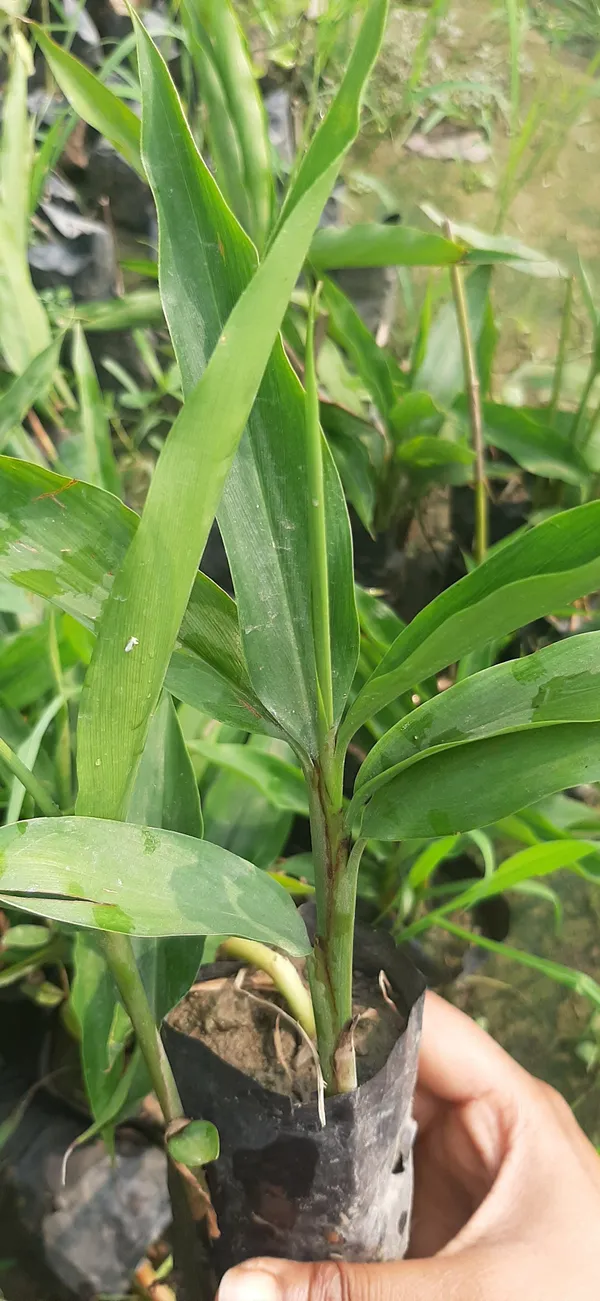 Elaichi/Cardamom_Plant_(Hybrid,_Pack_of_1)